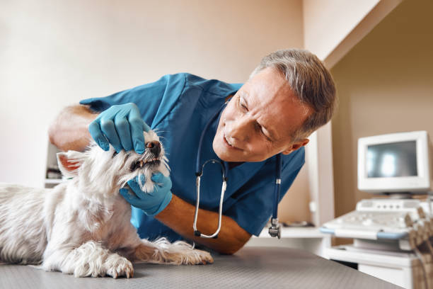 Best Emergency Care for Gum Disease in Poydras, LA